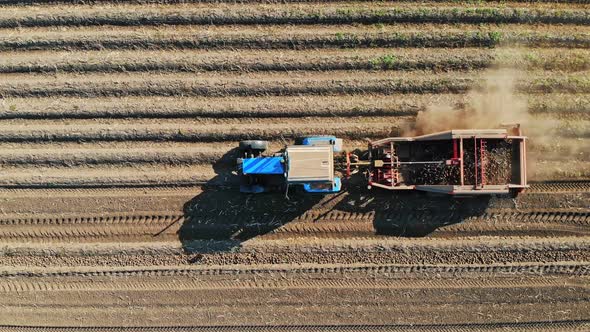 Potato Harvesting alt