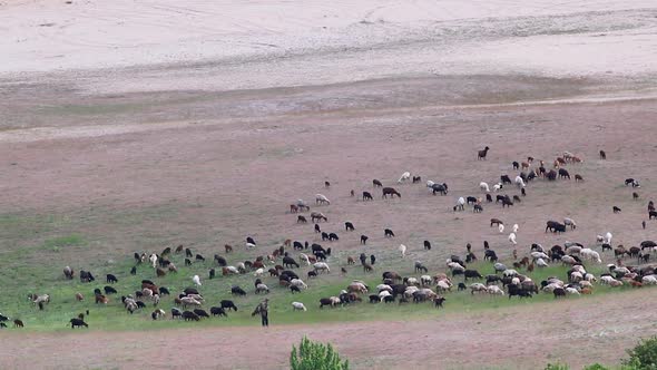 Goats pasture on sand dunes, rural distant view