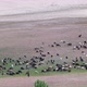 Goats pasture on sand dunes, rural distant view - VideoHive Item for Sale