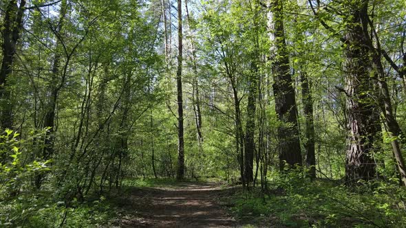 Green Forest During the Day Aerial View alt