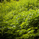 Deep Forest - VideoHive Item for Sale