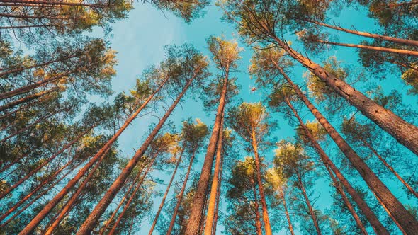 Shadows From Forest Pines Trees In Motion On Autumn Woods alt