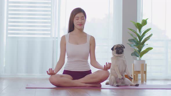 Calm of Beautiful Asian woman practice Breathing yoga lotus pose with cute dog pug breed alt