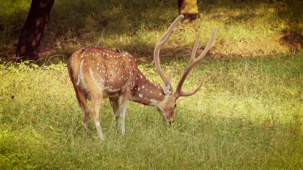 Chital or Cheetal, Also Known As Spotted Deer, Chital Deer, and Axis Deer alt