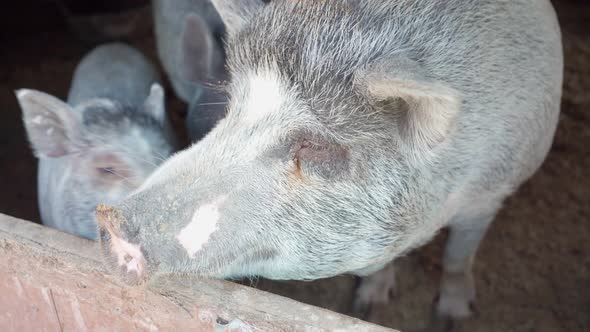 Cute Gray Piglets in Barn on Farm