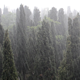 Heavy Rain in Forest - VideoHive Item for Sale
