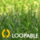 Grass Field - Full HD Loop - VideoHive Item for Sale