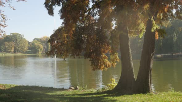 Reflections on pond water and colorful plants  3840X2160 UltraHD tilting footage - Beautiful nature  alt