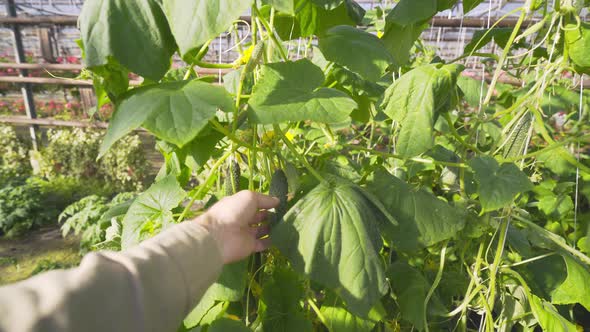 Farmer Touches Small Cucumber Ripening on Bush in Garden