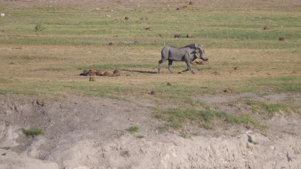 Warthog running on the savanna of Naye-Naye Concession Area  alt