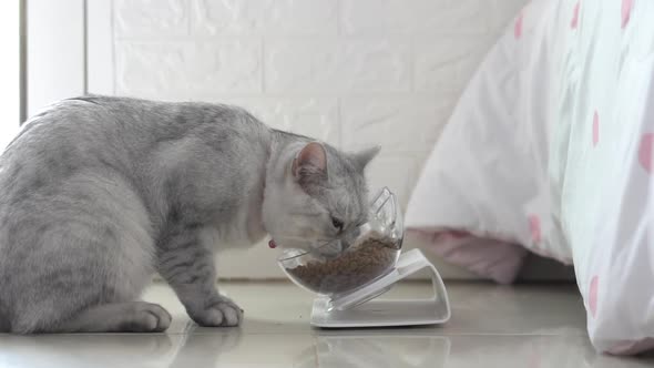Cute Cat Eating From Bowl On Floor alt