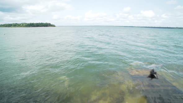 Wide shot of river dolphin (Inia) in amazonian river alt