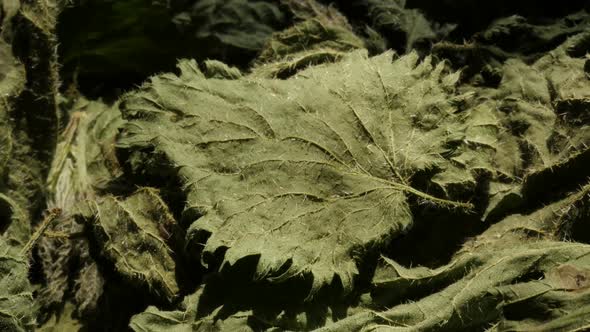 Dried green leaves of common nettle Urtica dioica 4K footage alt