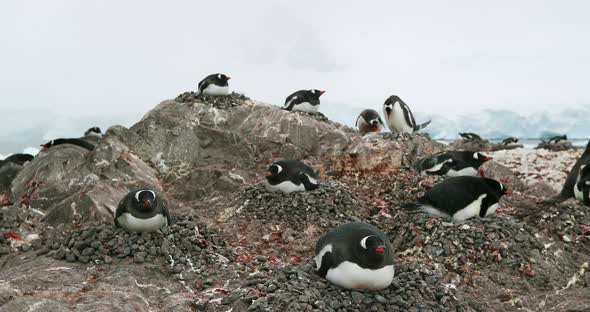 MS Ggentoo penguin (Pygoscelis papua) colony on rock at Waterboat Point / Antarctic Peninsula, Antar