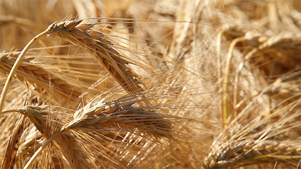 Ears Of Wheat