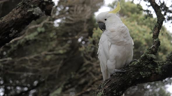 SLOW MOTION Sulphur Crested Cockatoo Sitting On Branch Of Moonah Tree alt