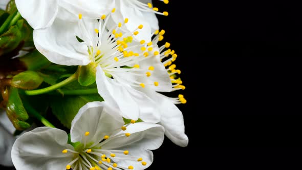 Spring Cherry Blossom In Time Lapse alt