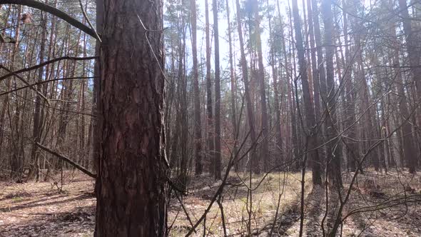 Forest with Pines with High Trunks During the Day alt