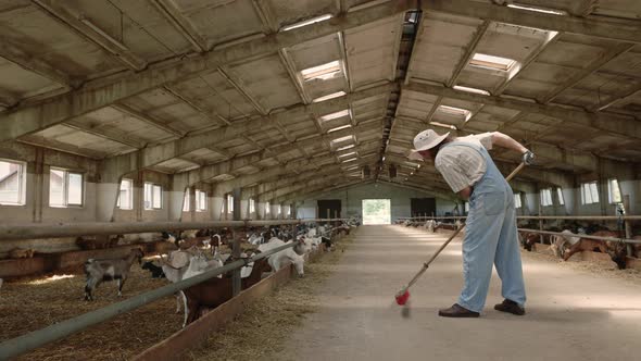 Farm Worker in Denim Overalls Sweeping Ranch with Goats alt