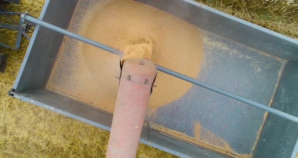 Combine Harvester Harvesting Wheat alt