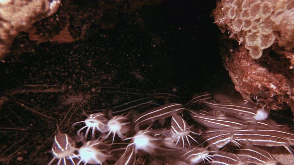 Red Sea Tropical Cat-fish alt