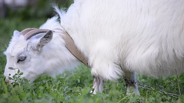 Goat Grazing 01