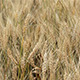 Wheat Field Wheat Field - VideoHive Item for Sale