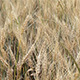 Wheat Field Wheat Field - VideoHive Item for Sale