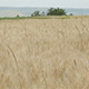 Beautiful Wheat Field Landscape Beautiful Wheat Field Landscape - VideoHive Item for Sale