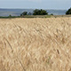 Beautiful Wheat Field In Summer Beautiful Wheat Field In Summer - VideoHive Item for Sale