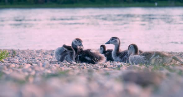 Group of Baby Egyptian Goose on the Waterside