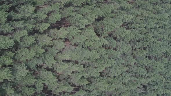 Vertical Video of Green Pine Forest By Day Aerial View alt