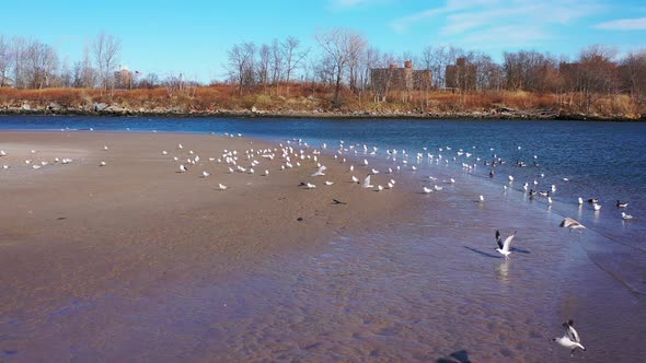 a low altitude drone dolly in towards & descend on a flock of seagulls on a quiet beach in the morni alt