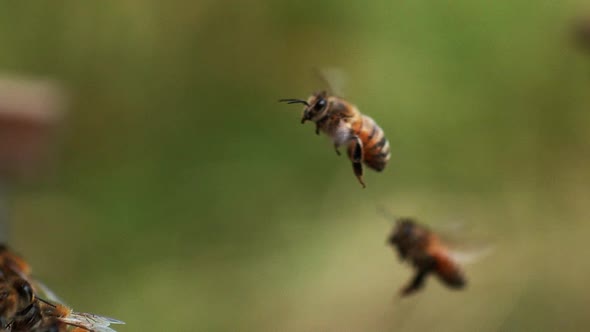 |European Honey Bee, apis mellifera, Bee in Flight, Slow motion alt