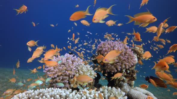 Colorful Ambience Fish alt