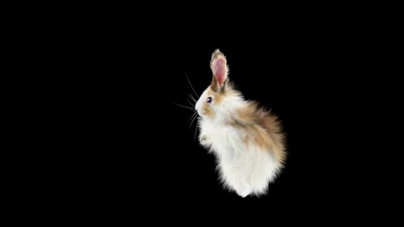 Rabbit Dancing HD alt