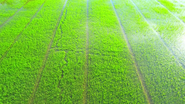 4K Aerial Wide view of Beautiful green rice sapling fields in the rural of Thailand alt