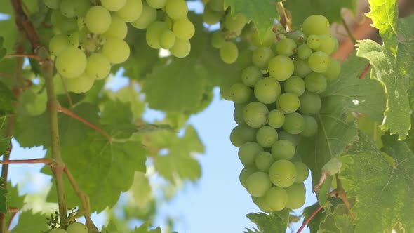 Growing wine grapes