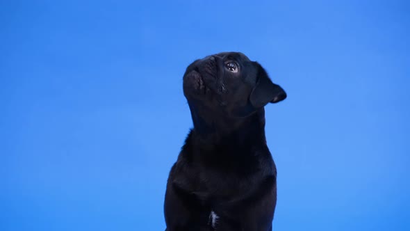 Front View of an Adorable Pug Breed Dog Sitting Looking Up and Barking alt
