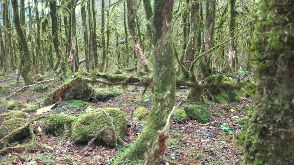 Leafless Tree Branches in a Enicmatic Forest Completely Covered With Moss alt