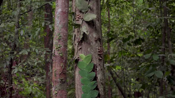 Close up, tilt up shot of parasitic vines foliage leaves wrapped around tree trunk in rainforest alt
