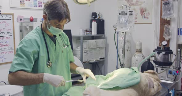 Veterinary surgery - Veterinarian operating a white dog in a pet clinic alt