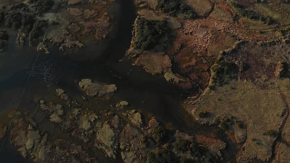 High altitude aerial of birds flock flying over water streams