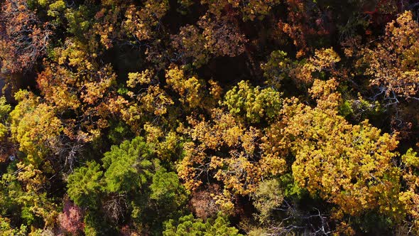 Green Yellow Red Crowns of Trees in Deciduous Forest in Autumn in October alt