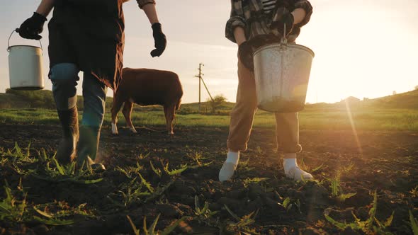 Cows Farm Concept alt