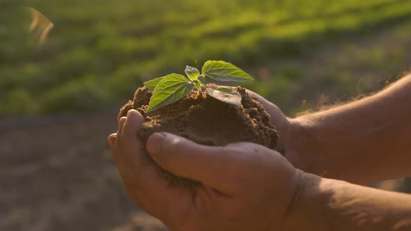 Man Planting Peppermint Seedling alt