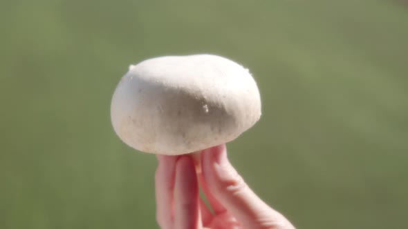 Woman Shows Big White Champignon Mushroom on a Blurred Background of a Green Plantation