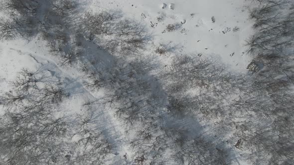 Drone Flight Over the Park in the Snow By Day