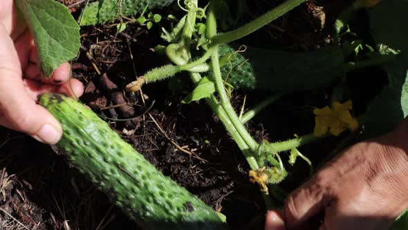 Picking Cucumbers. Close-up.