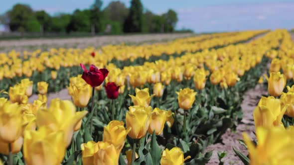 View of yellow tulip rows in summer time